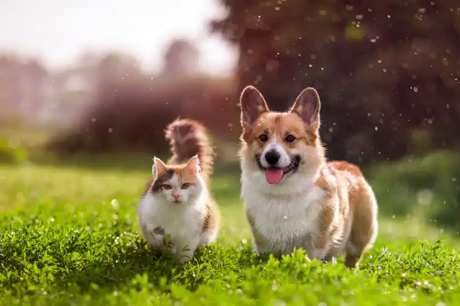 moving-with-pets
